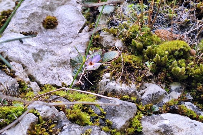 Sićevačka klisura, feniks biljke, ramonda