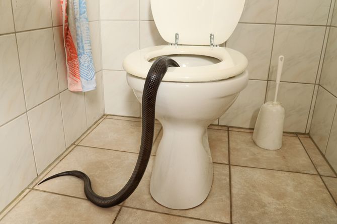 piton, wc šolja