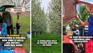 Gaje u Feketiću najkvalitetniju sortu višnje na svetu, a već 13 godina spavaju u autu: Njihov apel lomi srce