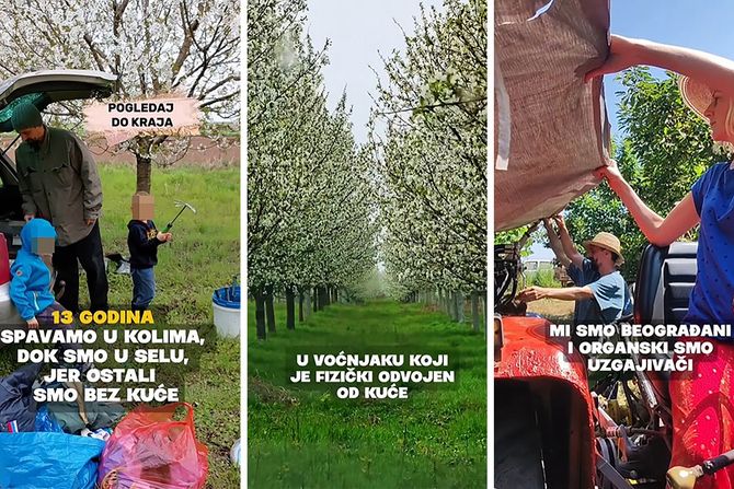 Porodica, Feketić, Crna višnja