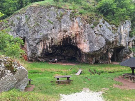 Sićevačka klisura, feniks biljke, ramonda