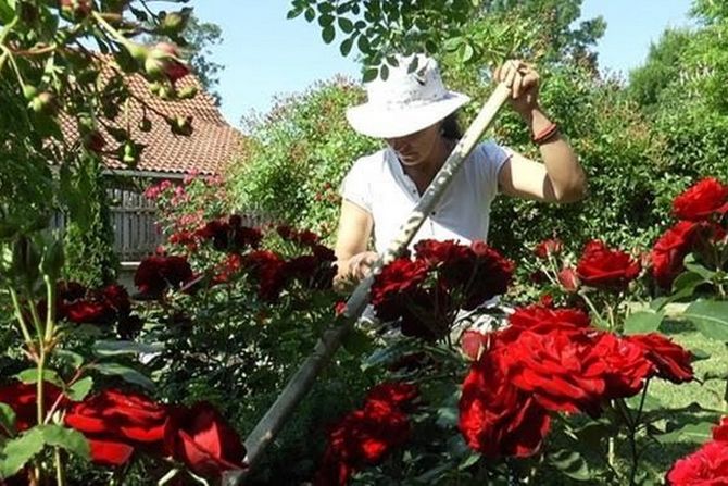 Bečanj podno Vujna, Verica Belić
