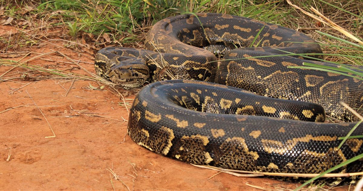 Romanian Catches Longest Snake in the World