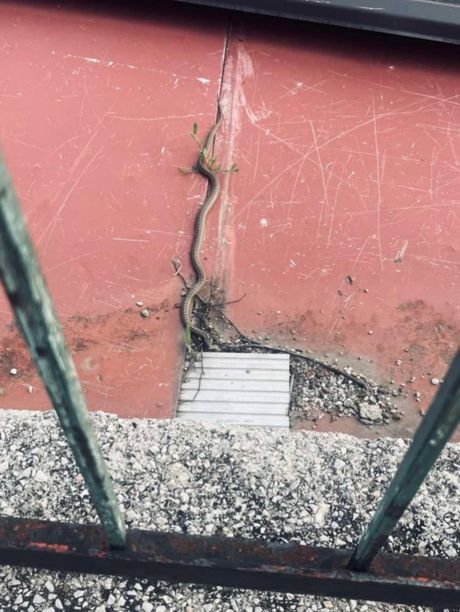 Zmija na drugom spratu, Užice Zmija na drugom spratu, Užice