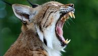 Neverovata borba dva predatora na Floridi: Riđi ris odgrizao glavu burmanskom pitonu od 4 metra