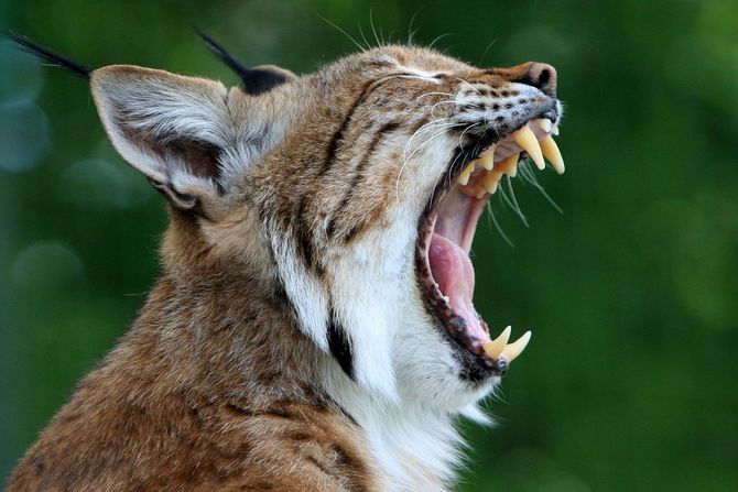 riđi ris, bobcat