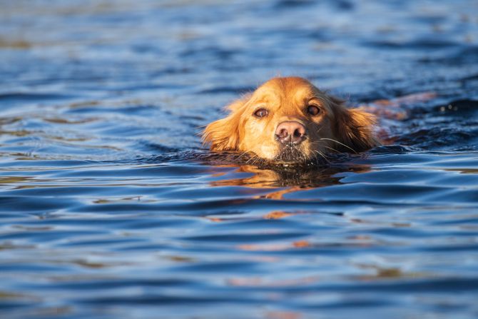 retriver retriver