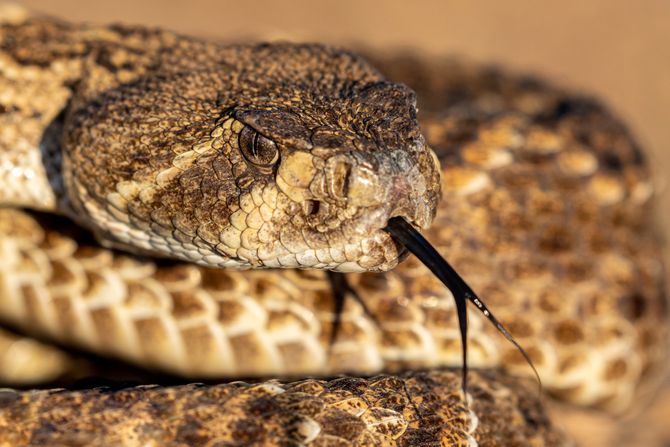 Crotalus atrox, zvečarka Crotalus atrox, zvečarka