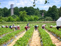 branje jagoda, jagode, radnici