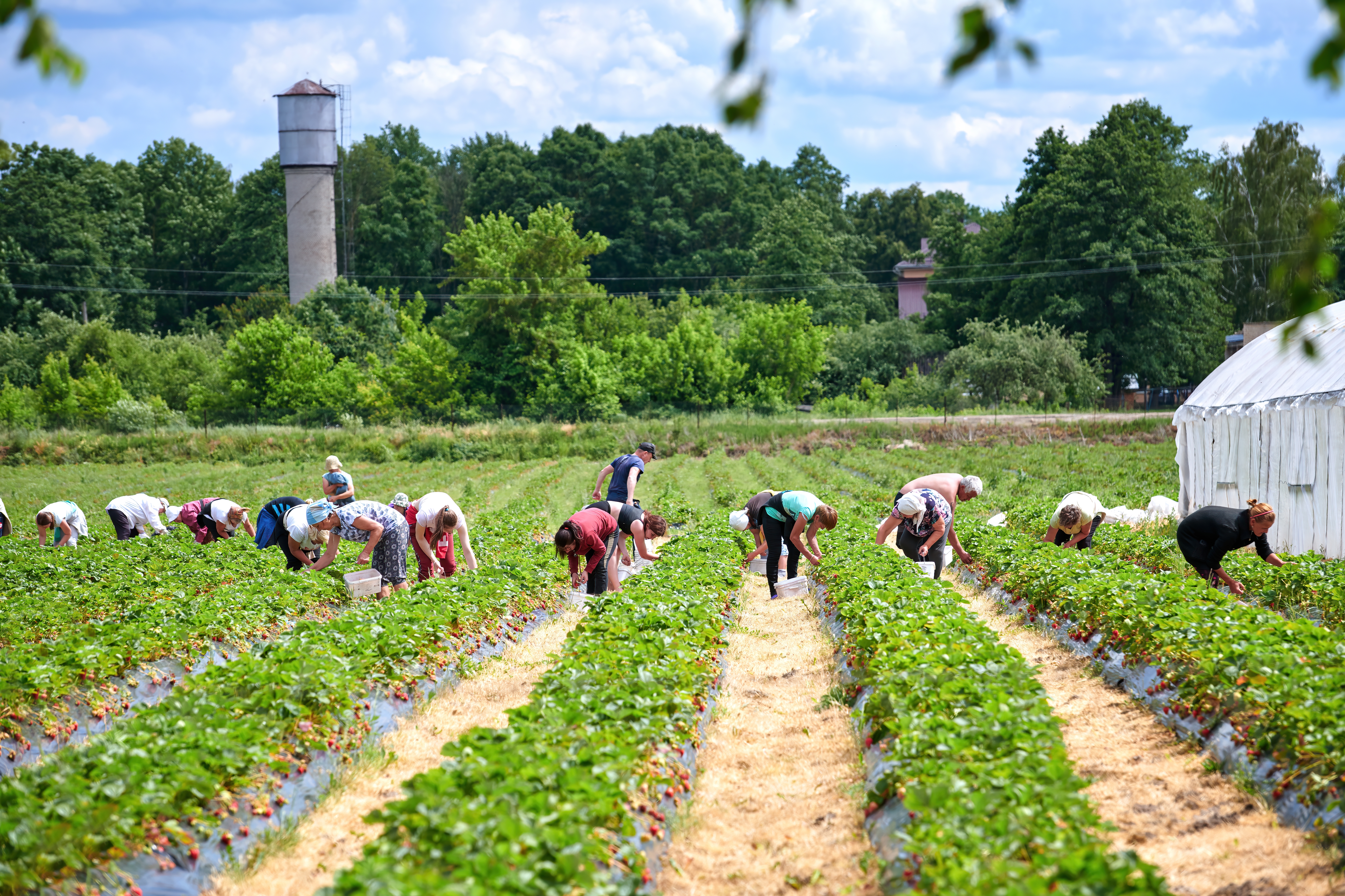Okrutna istina o životu sezonaca u "obećanoj zemlji": Radni dani od 16 sati, loš smeštaj i mizerne plate