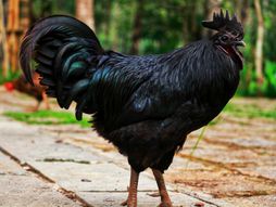 Crna kokoška, ayam cemani