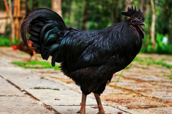 Crna kokoška, ayam cemani