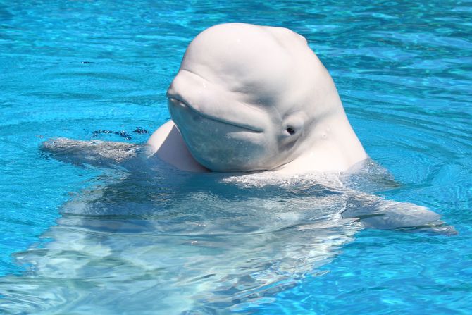 Beluga Beluga