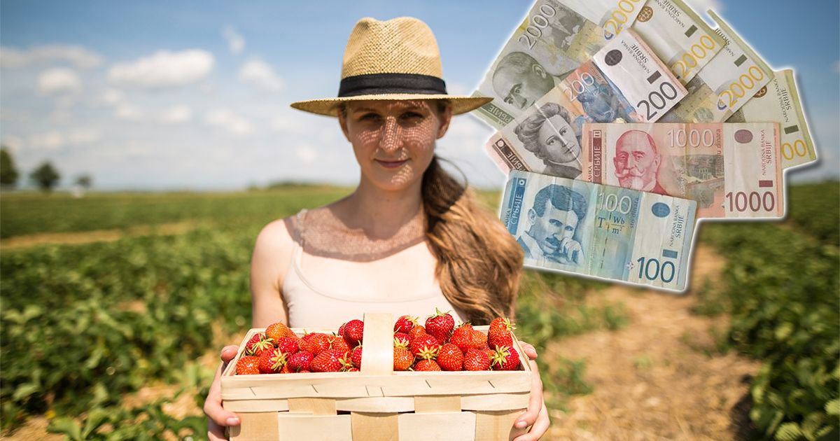 Ovo su najplaćeniji sezonski poslovi u Srbiji: Zarada ide i do 2.000 EVRA