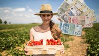 Marija za Telegraf Biznis: Krenula sam da berem jagode i zaradim za more, a završila puzeći kroz red od bolova