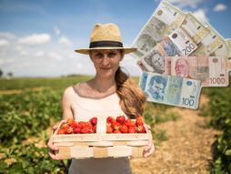 branje jagoda i dinari