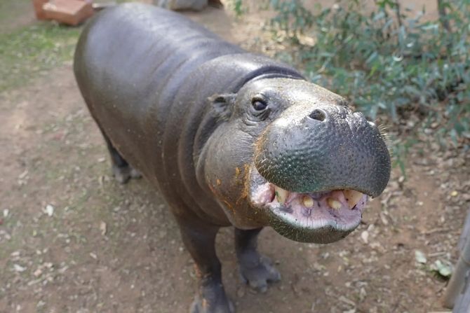 hippo, Hannah hippo, Hannah