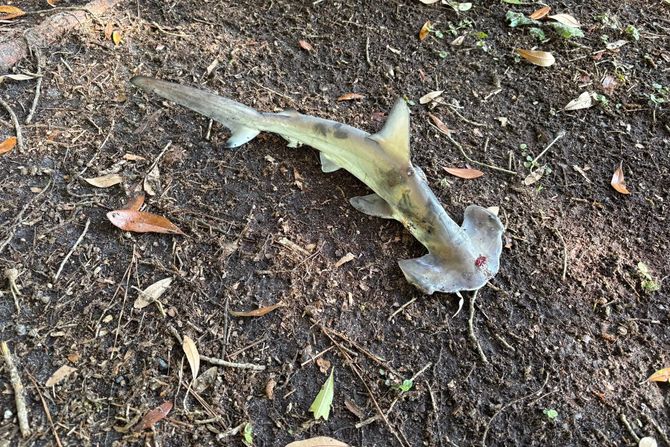 ajkula pala sa neba ajkula pala sa neba