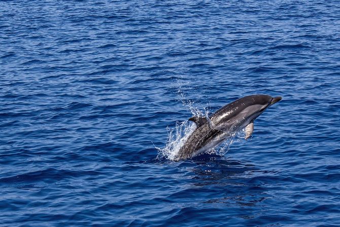 Delfin