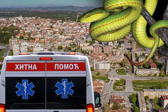 kragujevac, zmija, hitna pomoć kragujevac, zmija, hitna pomoć