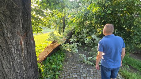 Nevreme oduvalo stoletnu lipu u Pirotu Nevreme oduvalo stoletnu lipu u Pirotu