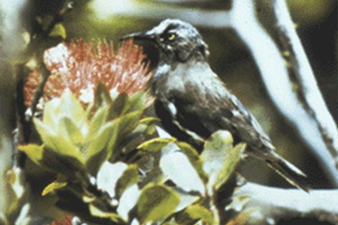 Ptica kauai