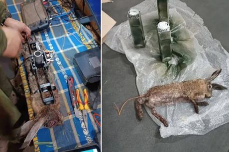 leševi životinje eksploziv rusija leševi životinje eksploziv rusija