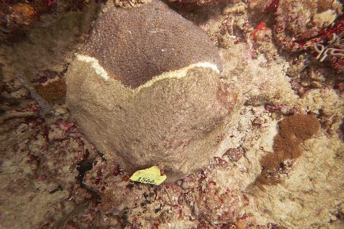 MONTASTRAEA CAVERNOSA, SCTLD MONTASTRAEA CAVERNOSA, SCTLD