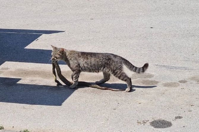 Mačka Apatin mačići zmija
