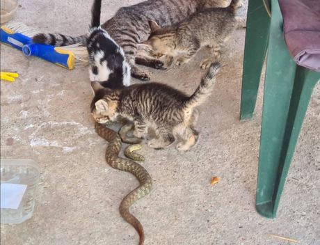 Mačka Apatin mačići zmija Mačka Apatin mačići zmija
