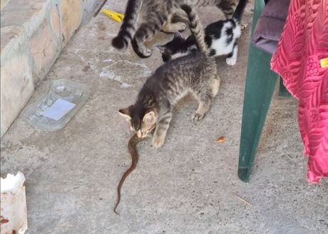 Mačka Apatin mačići zmija Mačka Apatin mačići zmija