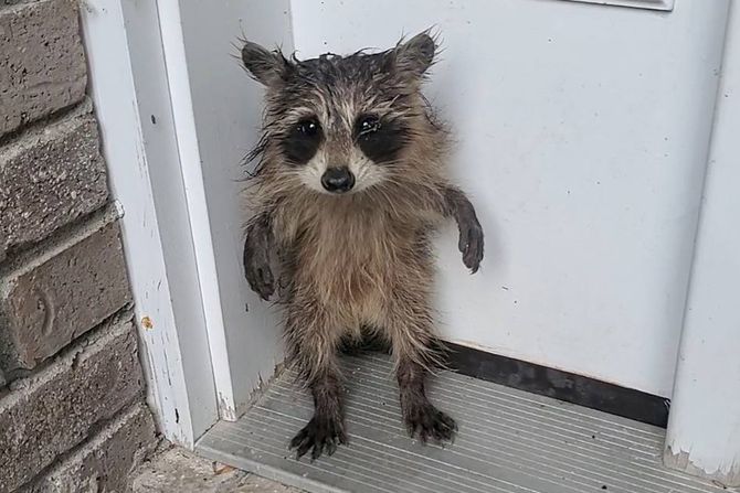 Nađeni rakun i jež