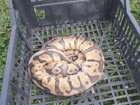 Piton u Dubravi, zmija Zagreb Piton u Dubravi, zmija Zagreb
