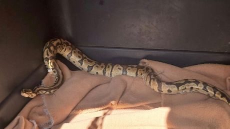 Piton u Dubravi, zmija Zagreb Piton u Dubravi, zmija Zagreb