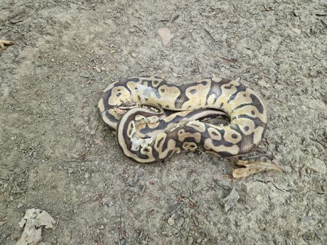 Piton u Dubravi, zmija Zagreb Piton u Dubravi, zmija Zagreb