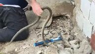 Strašan snimak kod Leskovca! Porodici sa malom decom zmije se uvukle u temelje kuće, pogledajte kako ih vade