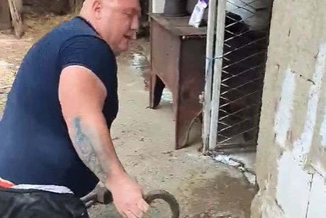 Vladica Stanković, zmija Vladica Stanković, zmija