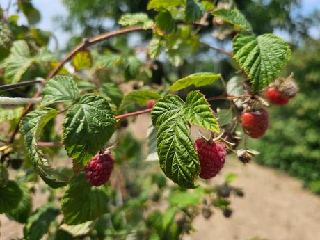 Maline Maline