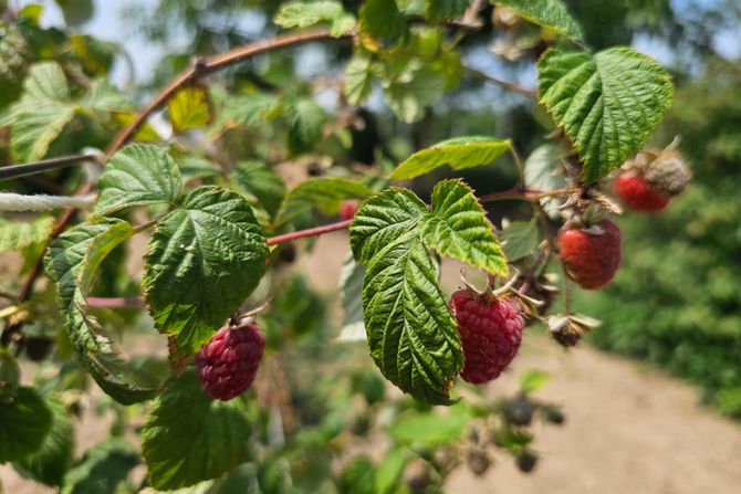 Maline Maline