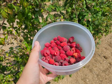 Maline Maline