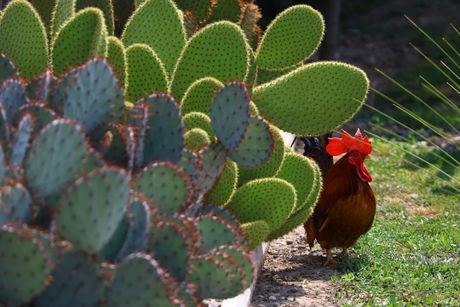 Royal Cactus Garden Bečej Royal Cactus Garden Bečej
