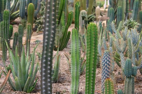 Royal Cactus Garden Bečej Royal Cactus Garden Bečej