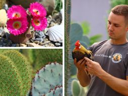 Royal Cactus Garden, Milan Doroslovački