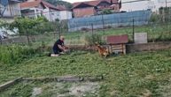 Pas u Srbiji otkrio leglo zmija, lajao i kad je stigla pomoć: Pogledali su iza njegove kućice i ostali u šoku