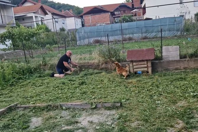 pas zmije pas zmije