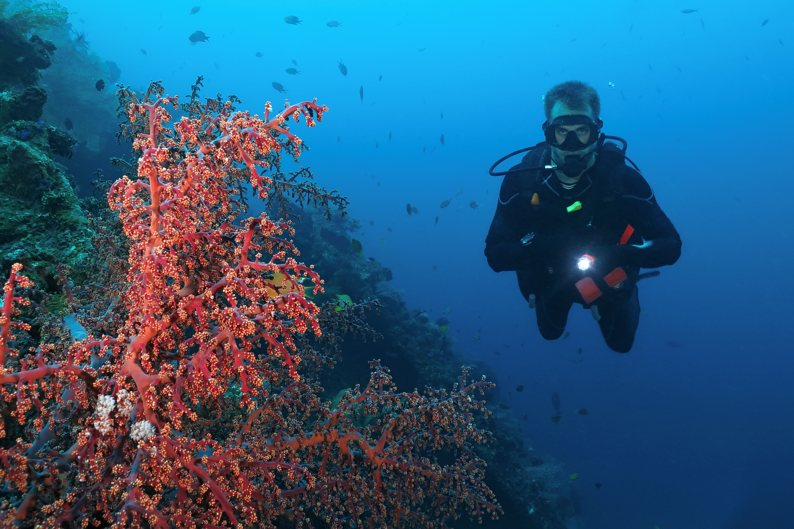 Škole ronjenja sve popularnije u Srbiji: Kursevi namenjeni svima, lekarsko uverenje obavezno na ovoliko godina