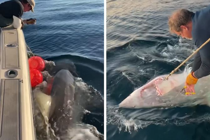 velika bela ajkula velika bela ajkula