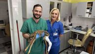 Doktor Halilović je prava ljudina i heroj: Doneli su mu nežno, povređeno lane, usledila je pobeda života!