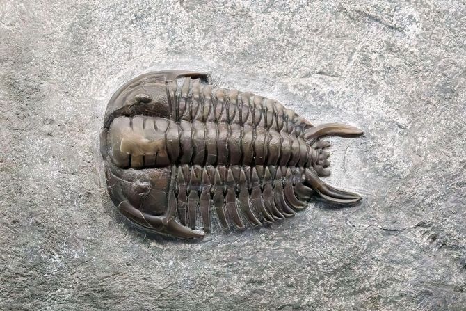 trilobiti trilobiti
