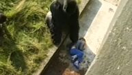 OVO JE ČUVENI VIDEO koji je šokirao svet: Kao dečak je upao kod gorile u kavez - i oglasio se nakon 40 godina!